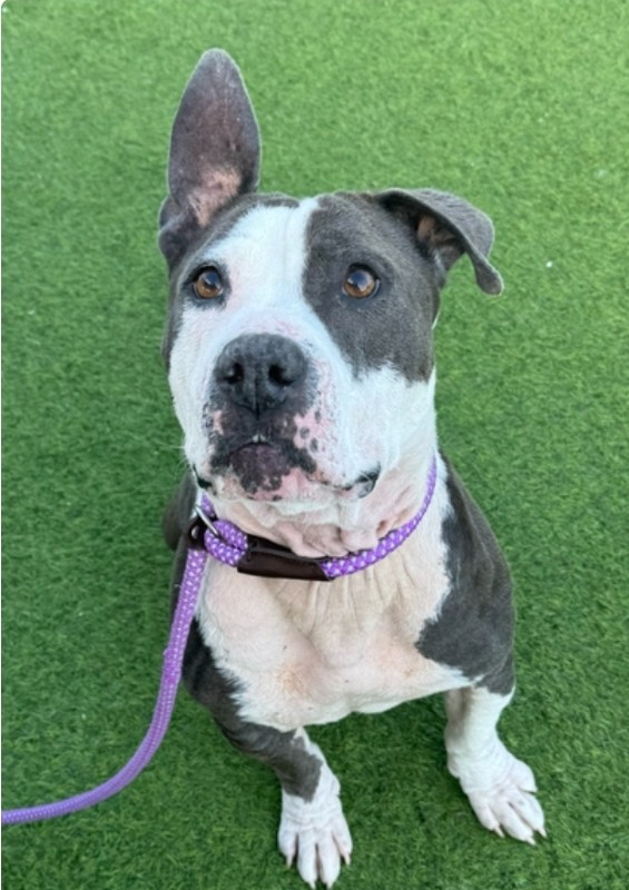 Penny- CA – Deaf Dogs Rock