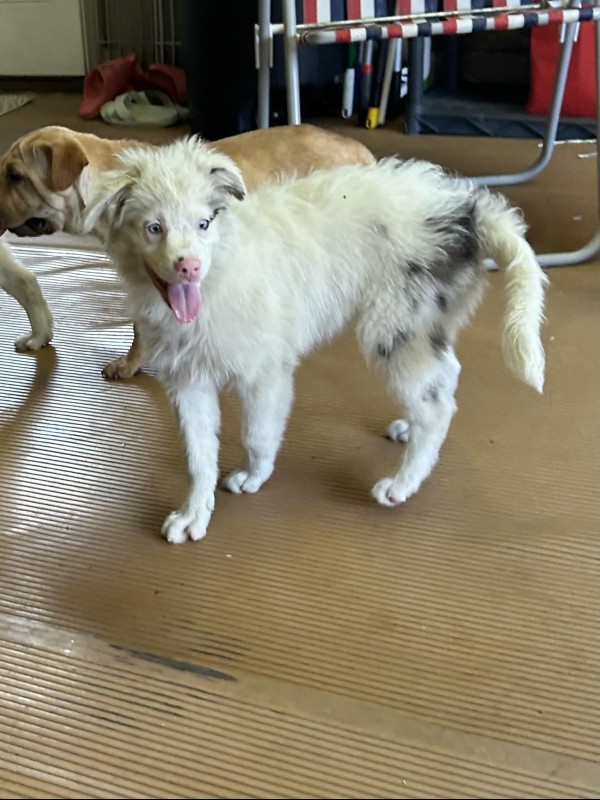 Ace – OH – Deaf Dogs Rock