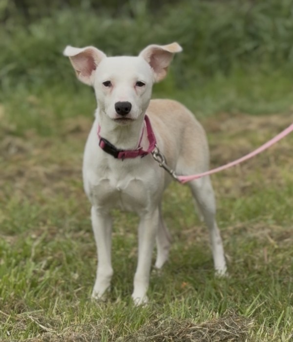 Mary -TX – Deaf Dogs Rock