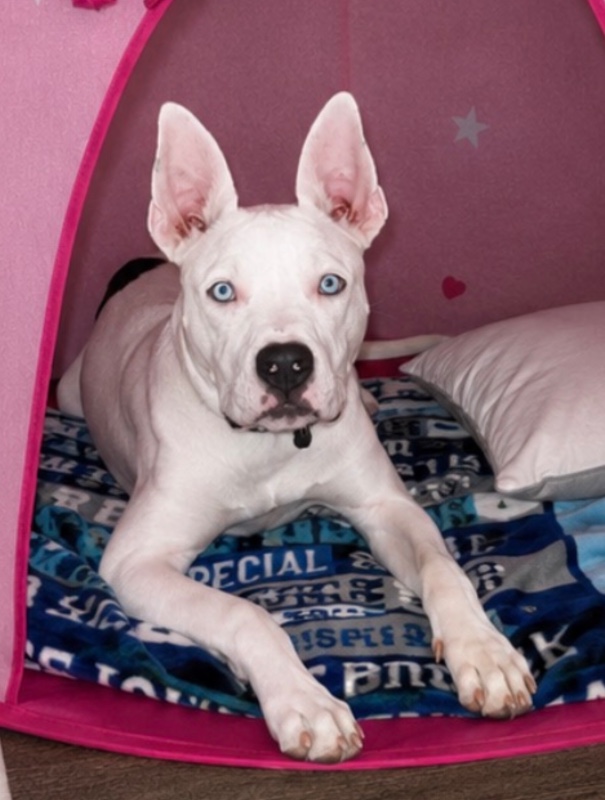 Juno -Georgia – Deaf Dogs Rock