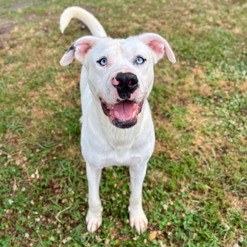 Mallard – GA – Deaf Dogs Rock