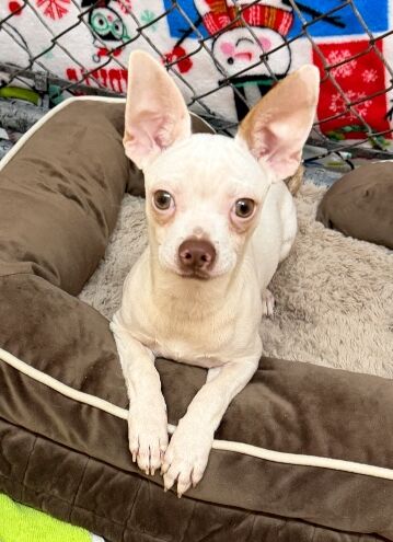 rocksteady-4-cara-puppy-dog-august-25-2026